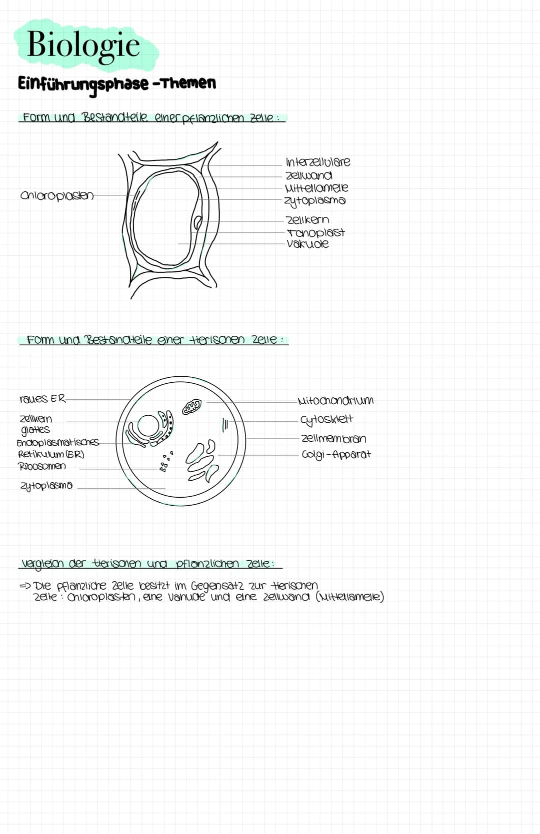Biologie
Einführungsphase-Themen
Form und Bestandteile einer pflanzlichen Zelle:
Onlaroplasten
raues ER
Zellkern
glattes
Endoplasmatisches
R