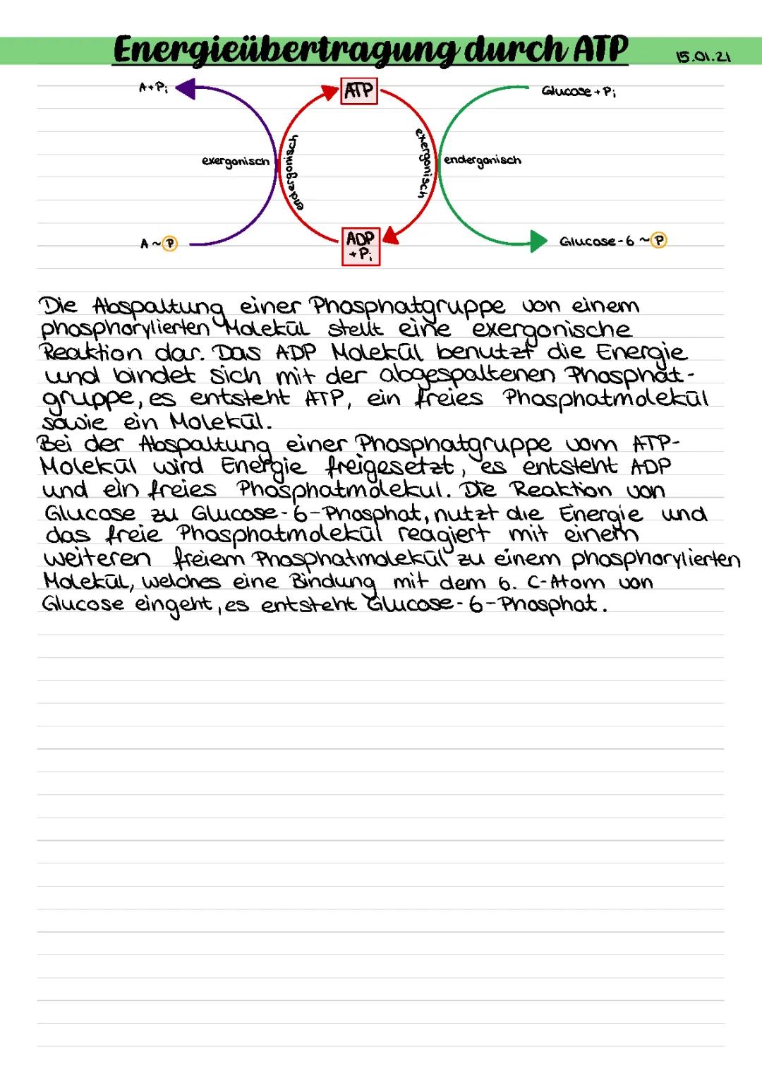 Zellatmung und Glykolyse einfach erklärt: Wie viel ATP entsteht?