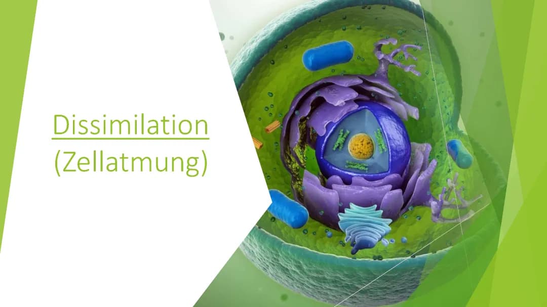 Dissimilation (Zellatmung)