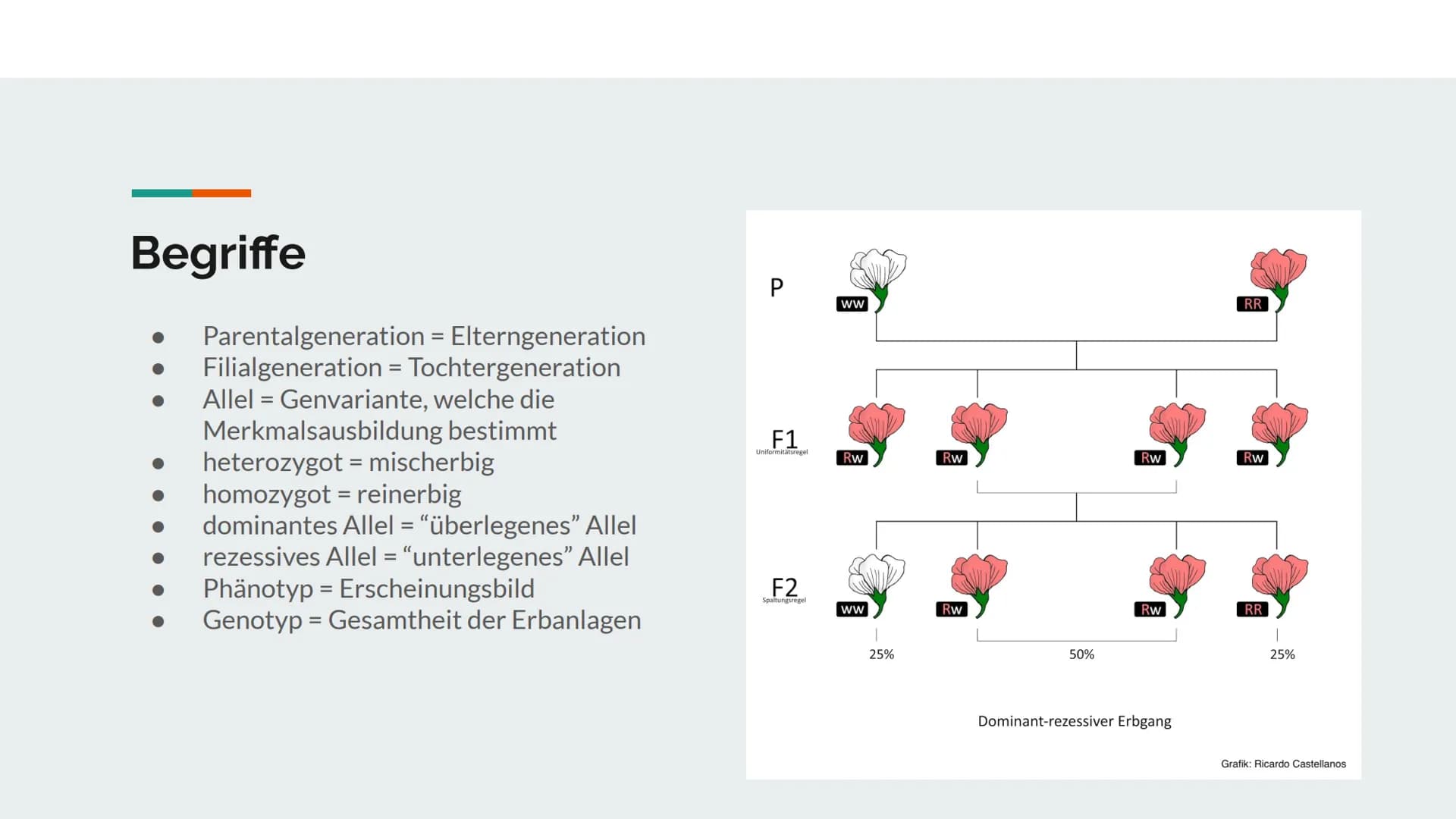 
<p>![Gregor Mendel Monk](https://kulturstiftung.org/wp-content/uploads/Gregor Mendel Monk.jpg)</p>
<h2 id="daslebenvongregormendel">Das Leb