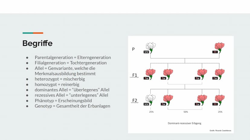 
<p>![Gregor Mendel Monk](https://kulturstiftung.org/wp-content/uploads/Gregor Mendel Monk.jpg)</p>
<h2 id="daslebenvongregormendel">Das Leb