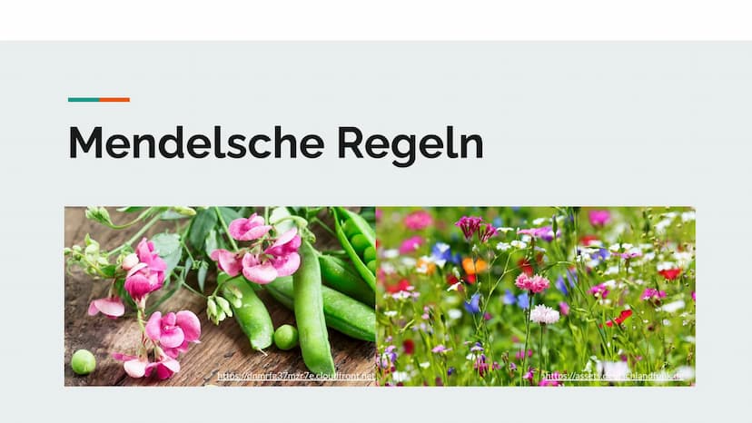 
<p>![Gregor Mendel Monk](https://kulturstiftung.org/wp-content/uploads/Gregor Mendel Monk.jpg)</p>
<h2 id="daslebenvongregormendel">Das Leb