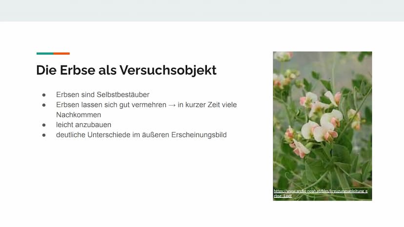 
<p>![Gregor Mendel Monk](https://kulturstiftung.org/wp-content/uploads/Gregor Mendel Monk.jpg)</p>
<h2 id="daslebenvongregormendel">Das Leb