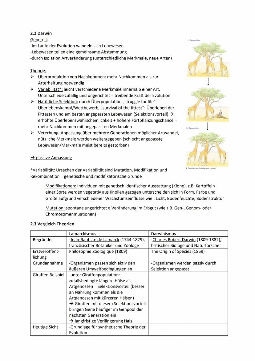 Biologie Klausur 12 Q2 Evolution
0. Evolution
Evolution: Die Evolution ist in der Biologie die genetische und daraus resultierende phänotypi
