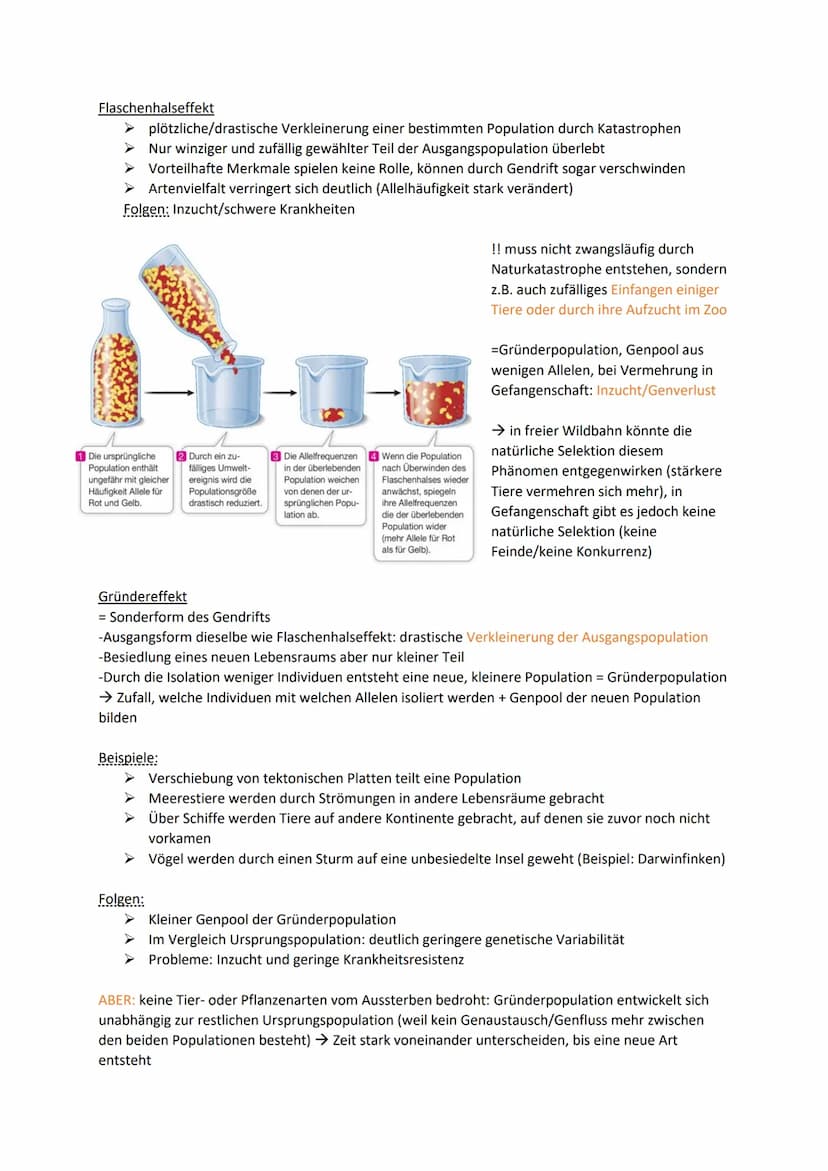 Biologie Klausur 12 Q2 Evolution
0. Evolution
Evolution: Die Evolution ist in der Biologie die genetische und daraus resultierende phänotypi