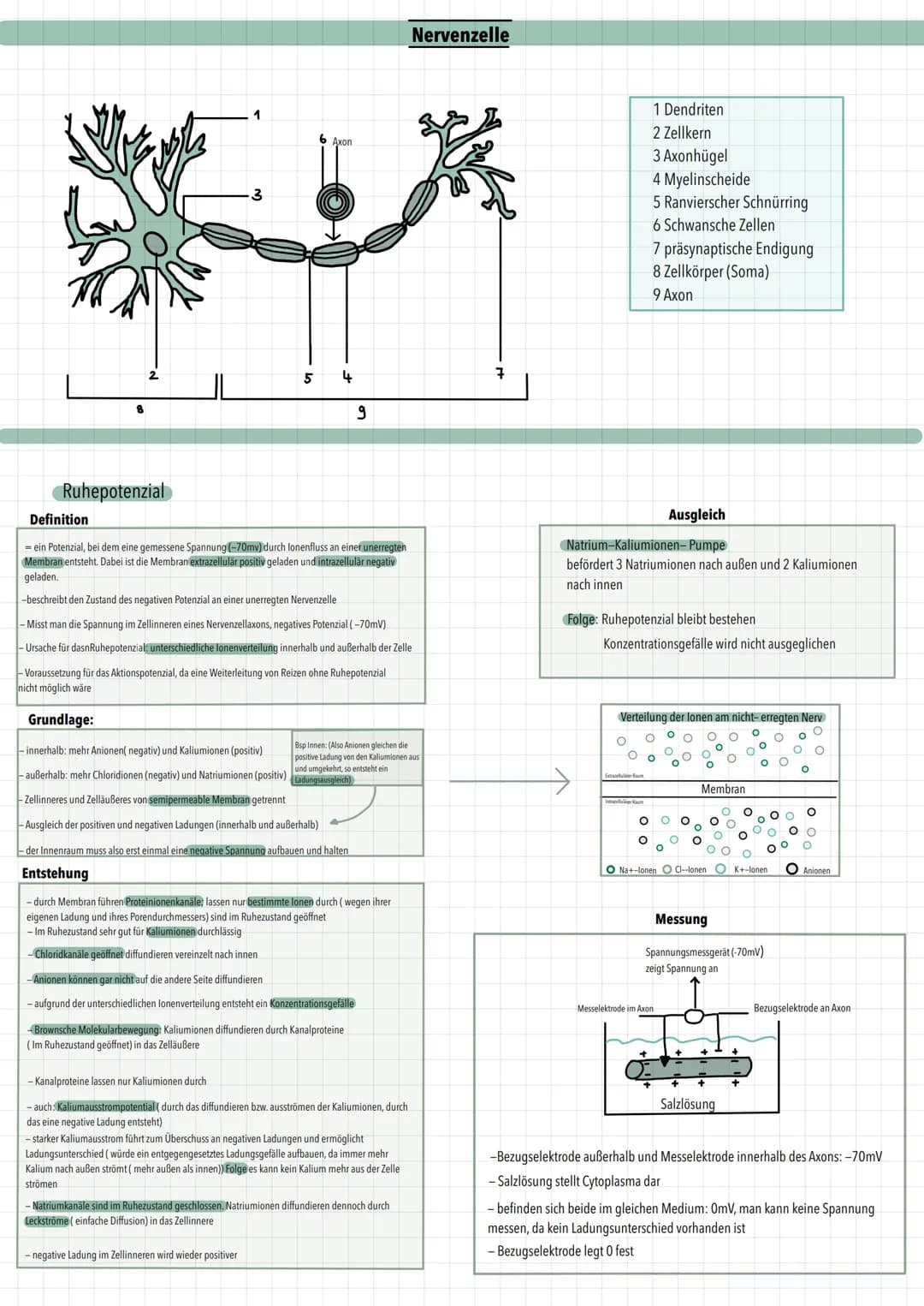 8
Ruhepotenzial
1
-3
5
6 Axon
4
9
Definition
= ein Potenzial, bei dem eine gemessene Spannung (-70mv) durch lonenfluss an einer unerregten
M