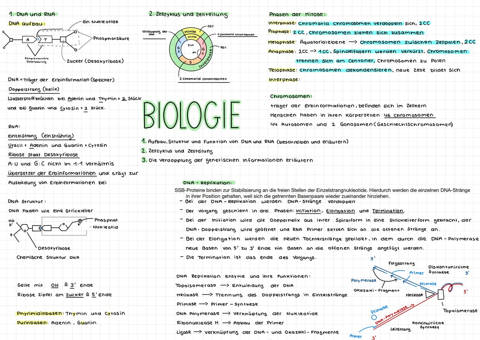 1. DNA und RNA
DNA aufbau:
RNA:
A
Wasserstoffbrücken
Komplementäre
Basenpaarung
НО
3'
DNA = Träger der Erbinformation (Speicher)
Doppelstran