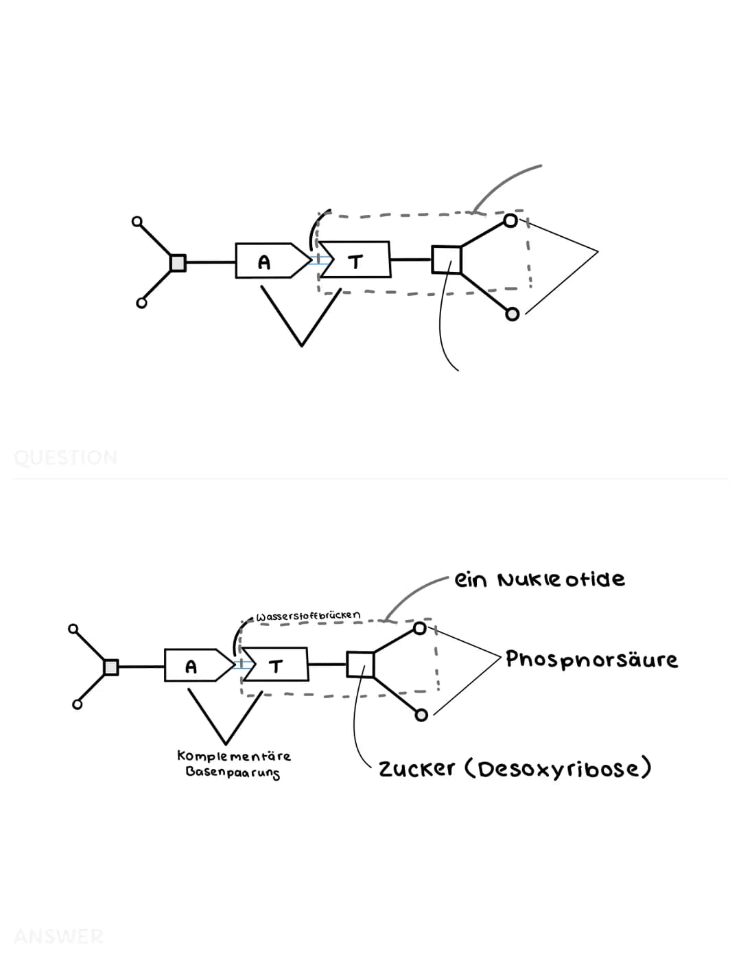 1. DNA und RNA
DNA aufbau:
RNA:
A
Wasserstoffbrücken
Komplementäre
Basenpaarung
НО
3'
DNA = Träger der Erbinformation (Speicher)
Doppelstran
