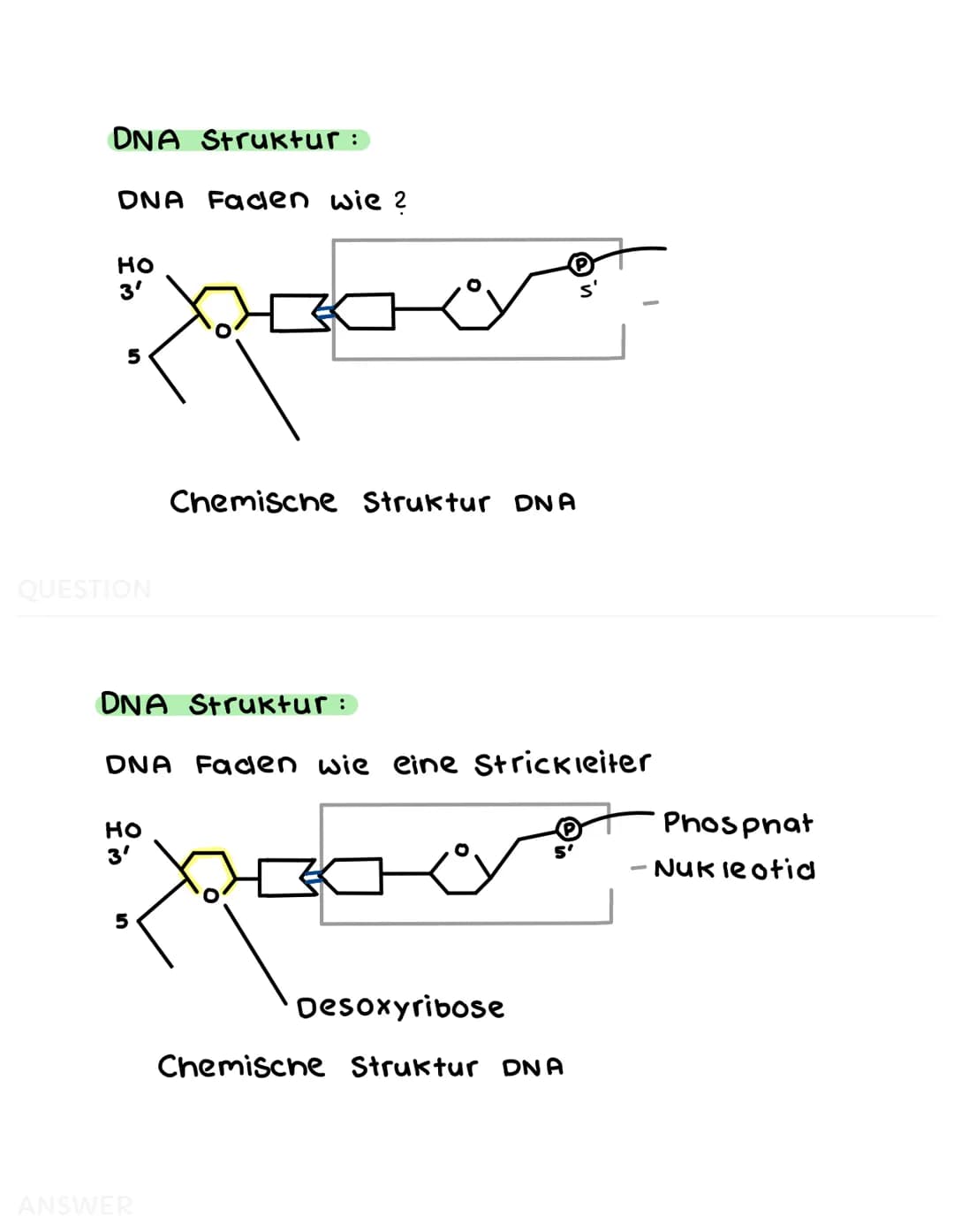 1. DNA und RNA
DNA aufbau:
RNA:
A
Wasserstoffbrücken
Komplementäre
Basenpaarung
НО
3'
DNA = Träger der Erbinformation (Speicher)
Doppelstran