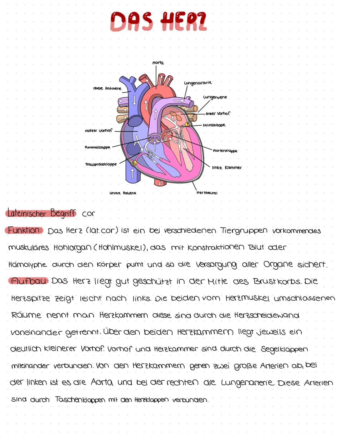 DAS HER?
obere Hohlvene
rechter vorhof
Pumonal klappe
Trikuspidalklappe
Unlere Holvene
Aorta
Lungenarterie
Lungenvene
-Inker vorhof
•Mitralk