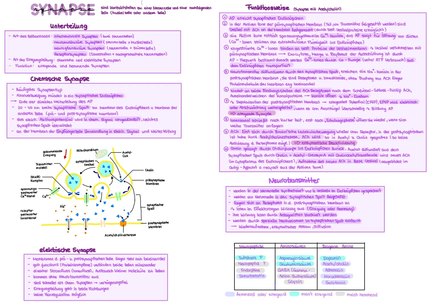 SYNAPSE
Unterteilung
- Art des Zellkontakts: interneuronale Synapsen (zwei Nervenzellen)
- Art der Erregungsleitung: chemische und elektrisc
