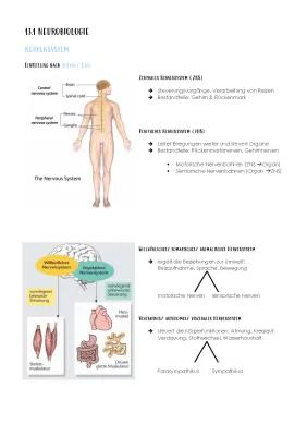 Know BIOLOGIE ABITUR 2023 - THEMA 3 - NEUROBIOLOGIE  thumbnail