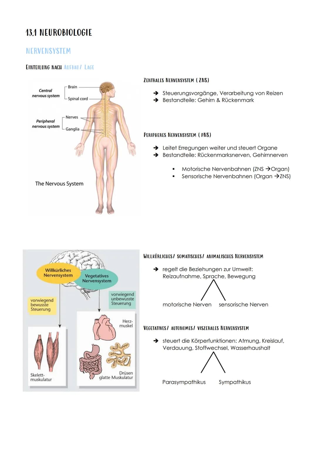 13.1 NEUROBIOLOGIE
NERVENSYSTEM
EINTEILUNG NACH AUFBAU / LAGE
Central
nervous system
Peripheral
nervous system
- Brain
vorwiegend
bewusste
S