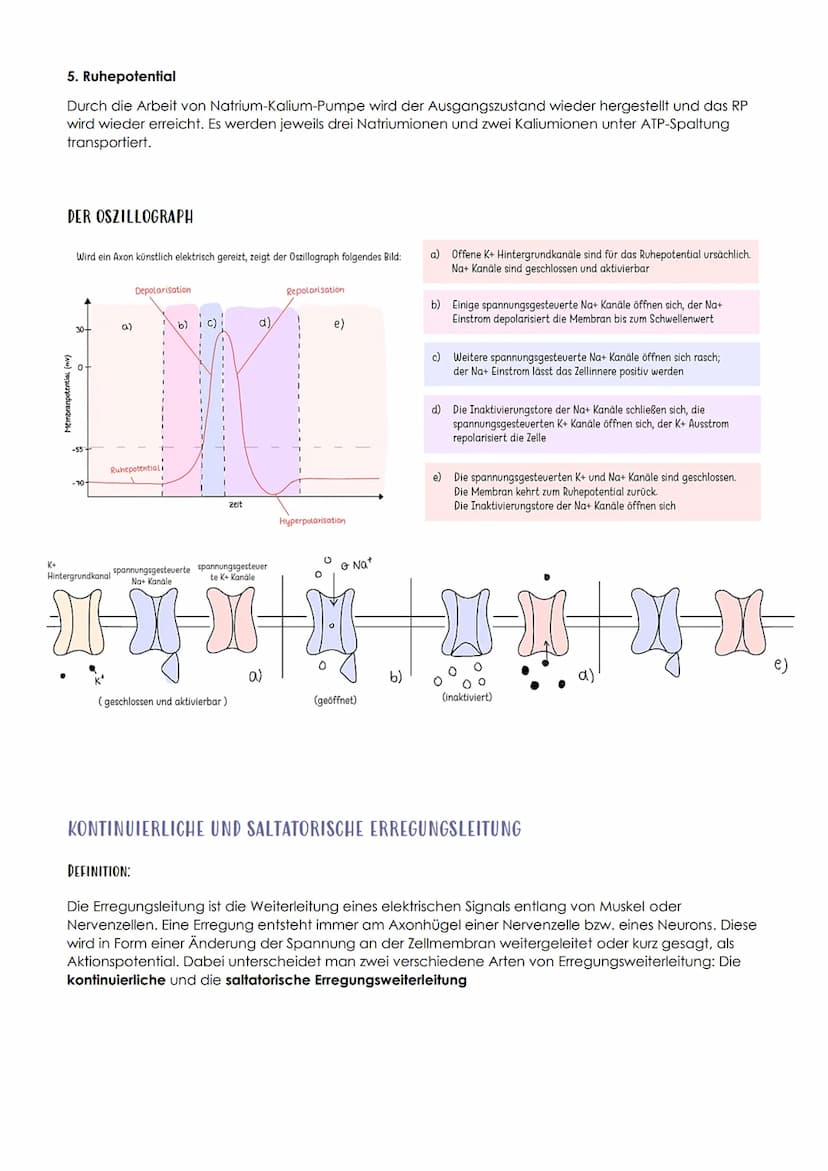 13.1 NEUROBIOLOGIE
NERVENSYSTEM
EINTEILUNG NACH AUFBAU / LAGE
Central
nervous system
Peripheral
nervous system
- Brain
vorwiegend
bewusste
S