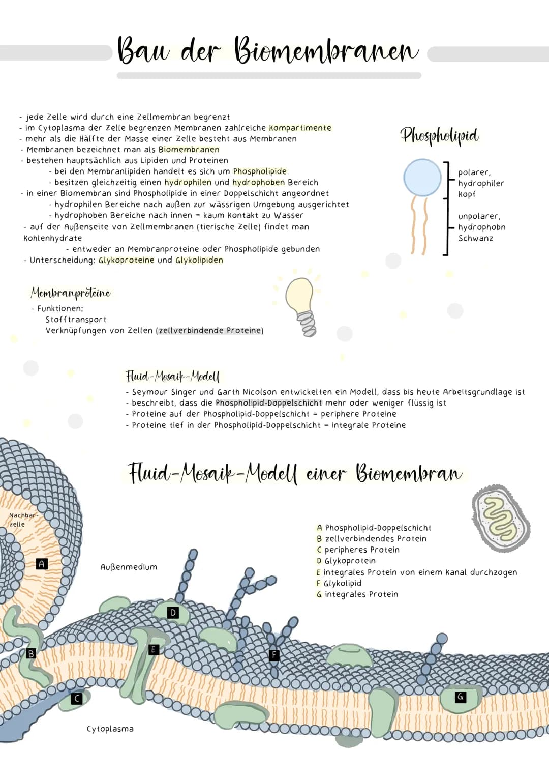 13.1 NEUROBIOLOGIE
NERVENSYSTEM
EINTEILUNG NACH AUFBAU / LAGE
Central
nervous system
Peripheral
nervous system
- Brain
vorwiegend
bewusste
S