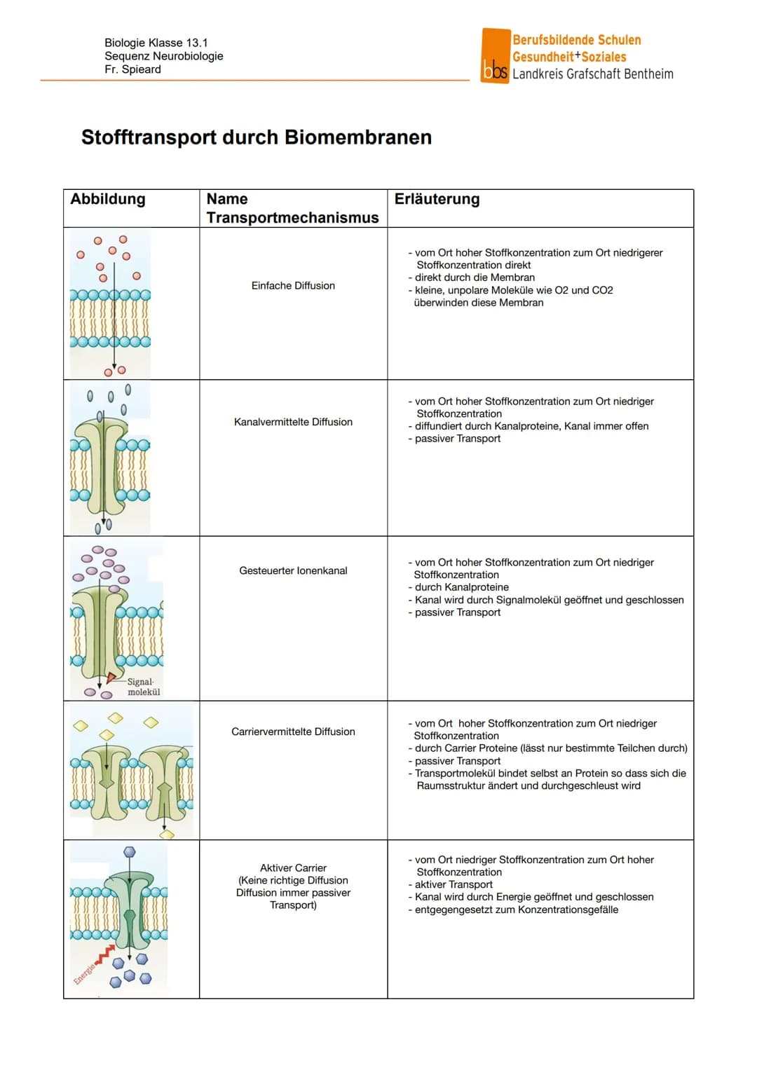 13.1 NEUROBIOLOGIE
NERVENSYSTEM
EINTEILUNG NACH AUFBAU / LAGE
Central
nervous system
Peripheral
nervous system
- Brain
vorwiegend
bewusste
S