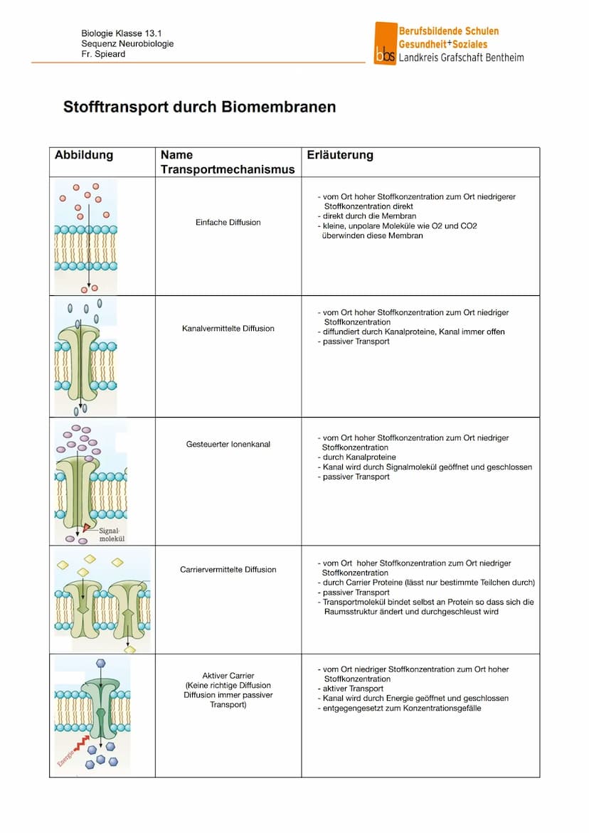 13.1 NEUROBIOLOGIE
NERVENSYSTEM
EINTEILUNG NACH AUFBAU / LAGE
Central
nervous system
Peripheral
nervous system
- Brain
vorwiegend
bewusste
S