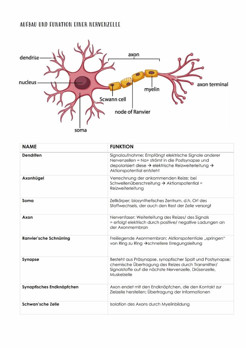 13.1 NEUROBIOLOGIE
NERVENSYSTEM
EINTEILUNG NACH AUFBAU / LAGE
Central
nervous system
Peripheral
nervous system
- Brain
vorwiegend
bewusste
S