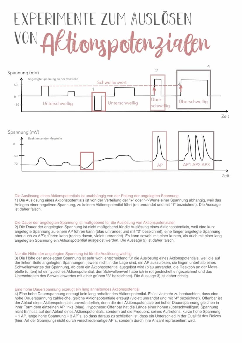 13.1 NEUROBIOLOGIE
NERVENSYSTEM
EINTEILUNG NACH AUFBAU / LAGE
Central
nervous system
Peripheral
nervous system
- Brain
vorwiegend
bewusste
S