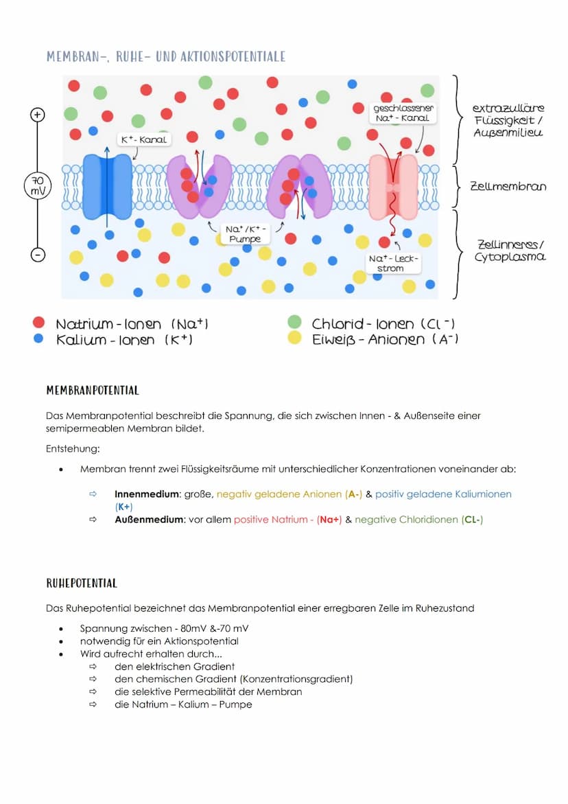 13.1 NEUROBIOLOGIE
NERVENSYSTEM
EINTEILUNG NACH AUFBAU / LAGE
Central
nervous system
Peripheral
nervous system
- Brain
vorwiegend
bewusste
S