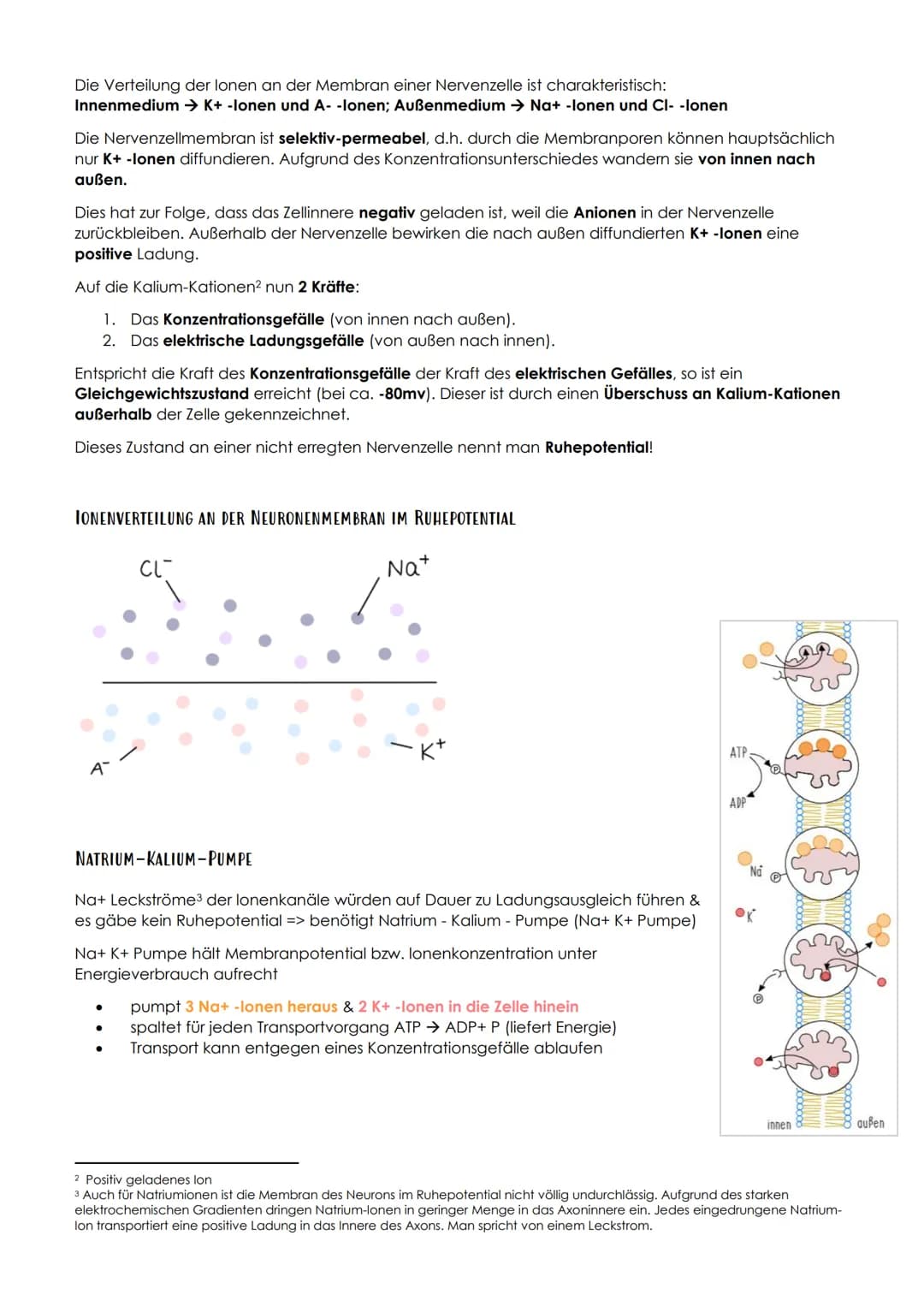 13.1 NEUROBIOLOGIE
NERVENSYSTEM
EINTEILUNG NACH AUFBAU / LAGE
Central
nervous system
Peripheral
nervous system
- Brain
vorwiegend
bewusste
S