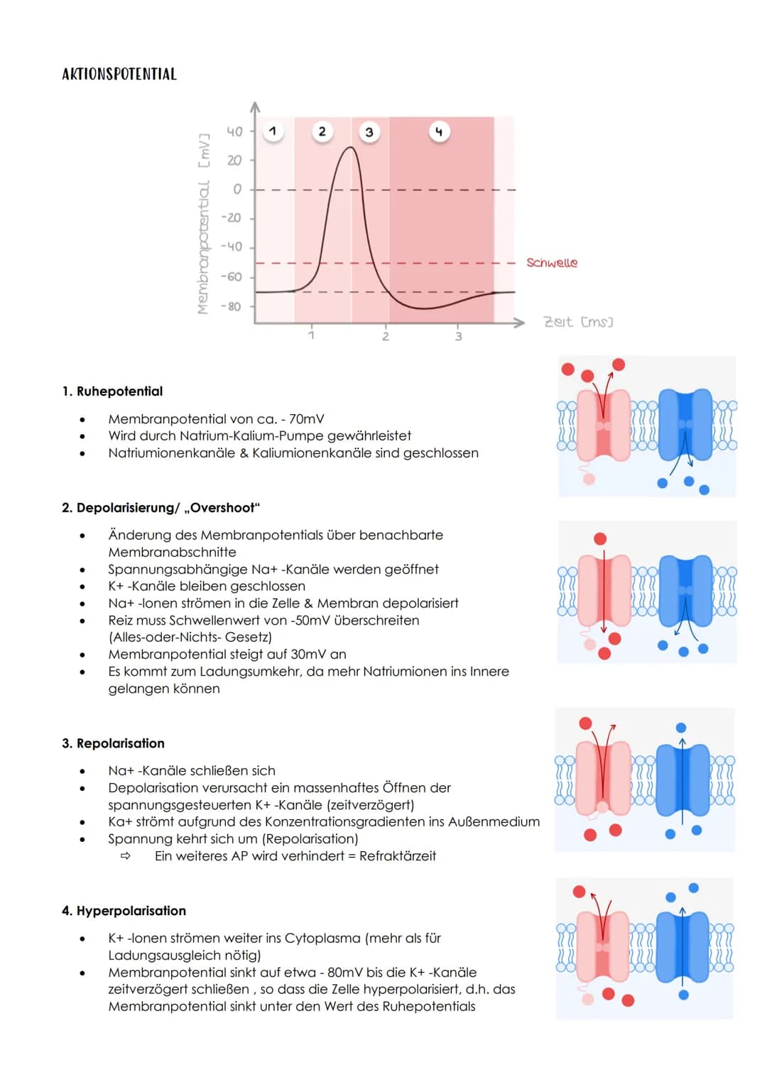 13.1 NEUROBIOLOGIE
NERVENSYSTEM
EINTEILUNG NACH AUFBAU / LAGE
Central
nervous system
Peripheral
nervous system
- Brain
vorwiegend
bewusste
S