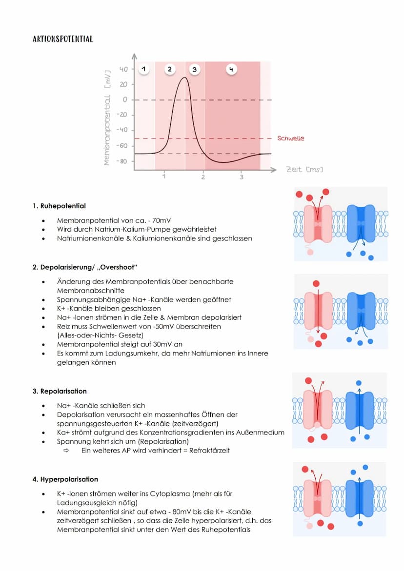 13.1 NEUROBIOLOGIE
NERVENSYSTEM
EINTEILUNG NACH AUFBAU / LAGE
Central
nervous system
Peripheral
nervous system
- Brain
vorwiegend
bewusste
S