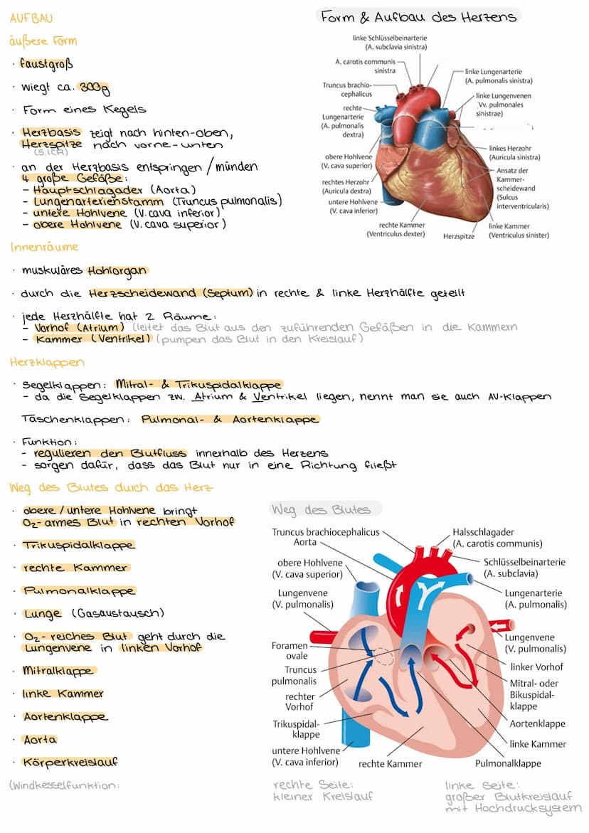 3.1 AUFBAU DES KÖRPERS.
3.1.1 Organisationsebenen des Körpers
Allerkleinste Ebene, Grundbausteine jeder Materie: Atome
Verbindung einzelner 
