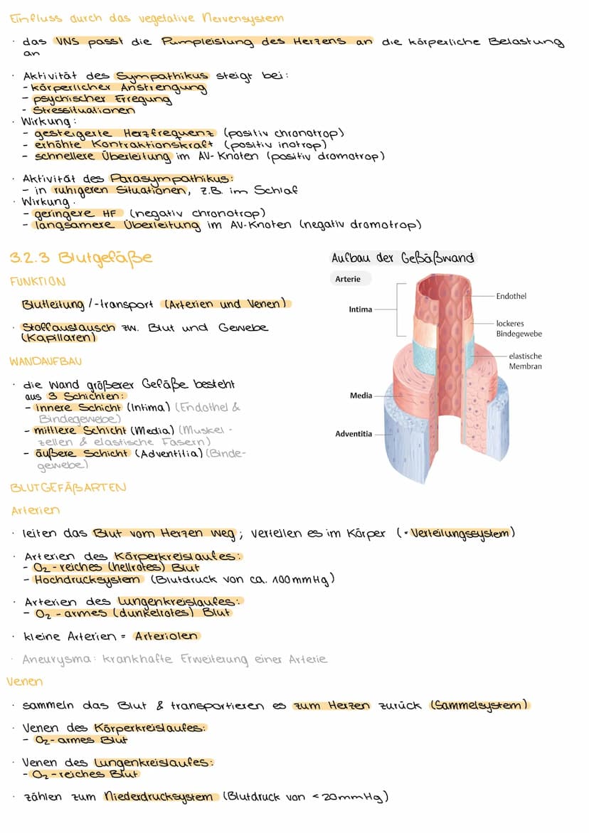 3.1 AUFBAU DES KÖRPERS.
3.1.1 Organisationsebenen des Körpers
Allerkleinste Ebene, Grundbausteine jeder Materie: Atome
Verbindung einzelner 
