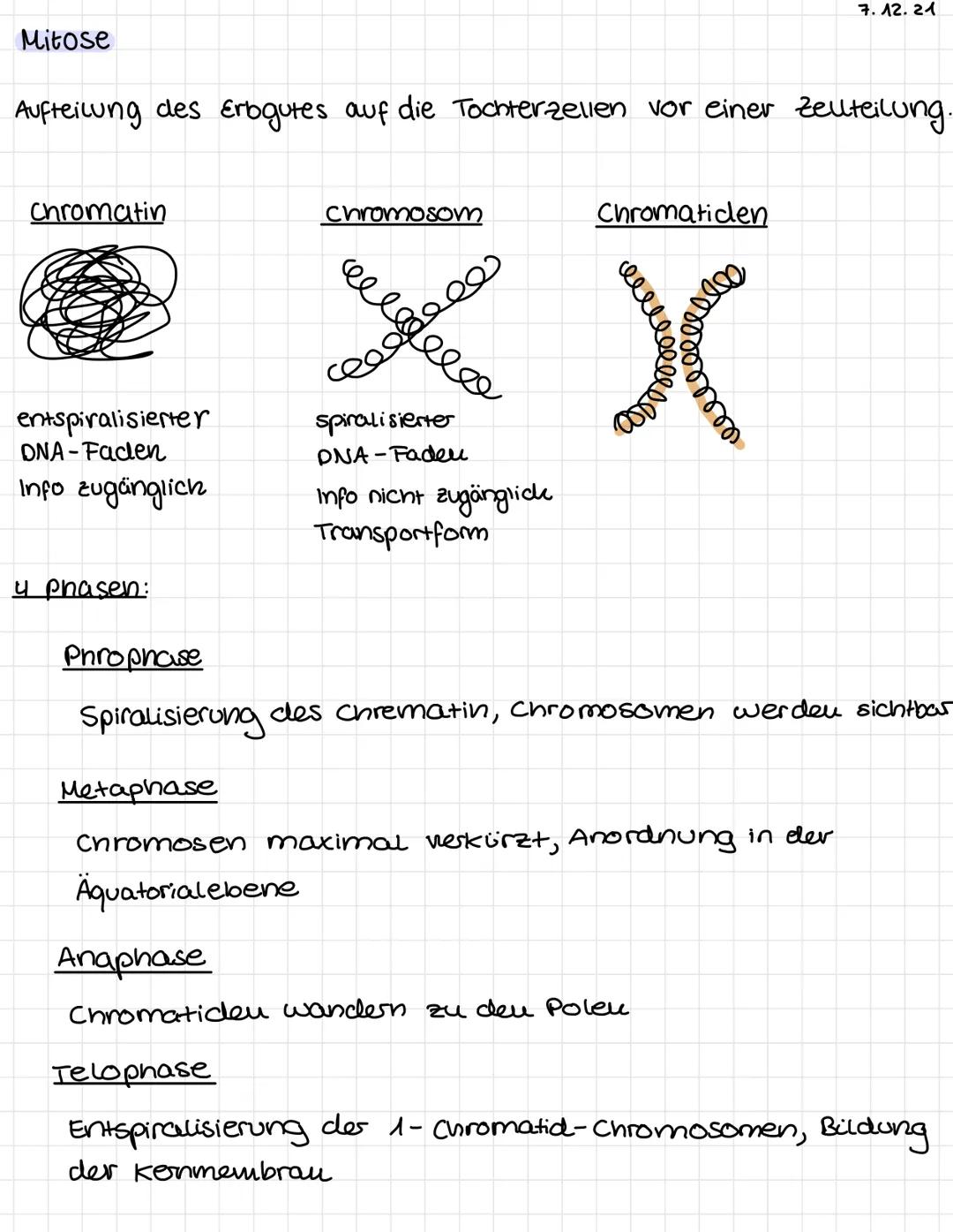 Mitose
7.12.21
Aufteilung des Erbgutes auf die Tochterzellen vor einer zelteilung.

Chromatin
Chromosom
Chromatiden







entspiralisierter