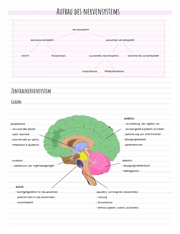 Know Nervensystem, Muskelkontraktion, Synapsen,.. thumbnail