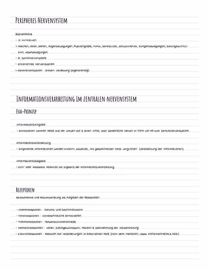 Genirn
ZENTRALNERVENSYSTEM
GEHIRN
zentralnervensystem
zwischenhirn
- Hontrolle des schlaf-
wach Aythmus
- Hontrolle des pn-werts,
Temperatur