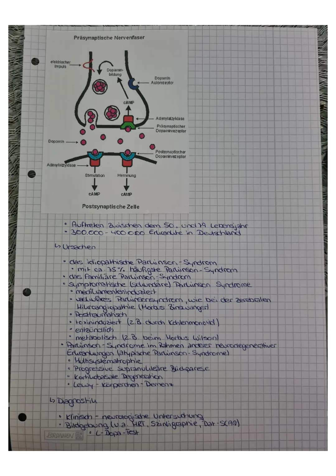 elektrischer
Impuls
Dopamin
Adenylatzyklase
0
Präsynaptische Nervenfaser
OO
0
16.00
Stimulation
C
CAMP
Dopamin-
bildung
CAMP
Hemmung
CAMP
Po