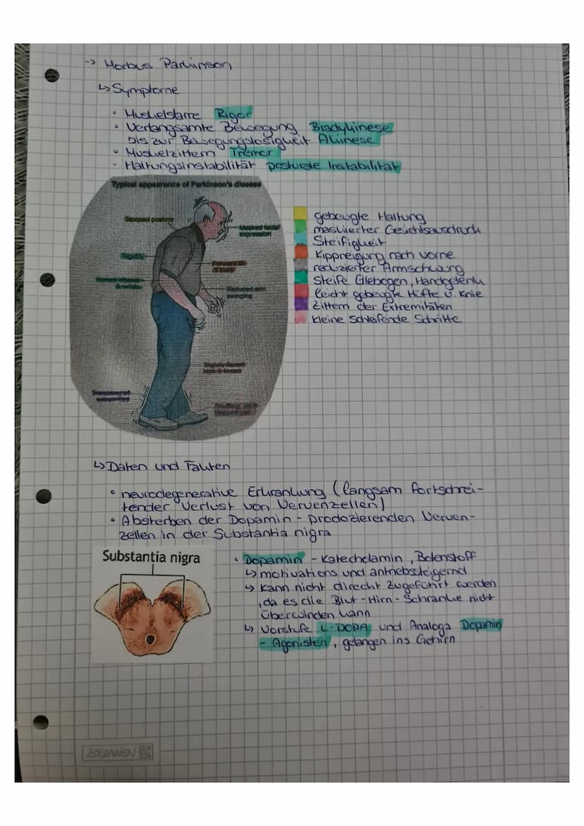 elektrischer
Impuls
Dopamin
Adenylatzyklase
0
Präsynaptische Nervenfaser
OO
0
16.00
Stimulation
C
CAMP
Dopamin-
bildung
CAMP
Hemmung
CAMP
Po