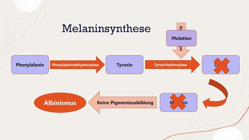 Albinismus
Von Henriette Dehnel Gliederung
Allgemeines
o Melanin
o Erbgang
o Phänotyp und Symptome
Formen des Albinismus
o Diagnose
o Therap