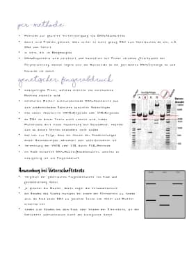 Know PCR Methode, genetischer Fingerabdruck thumbnail