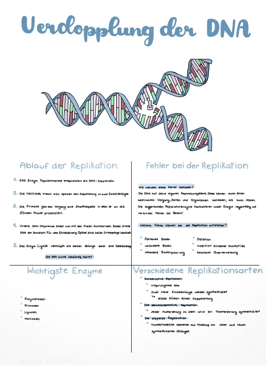 Verdopplung der DNA
Taigos
Ablauf der Replikation
4. Das Enzym Topoisomerase entspiralisiert die DNA - Doppel helix.
2. Die Helicase trennt 