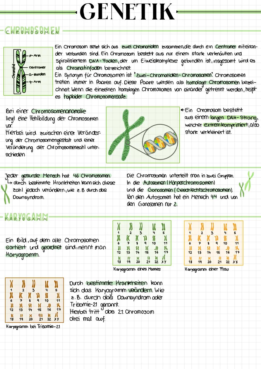 # GENETIK

-CHROMOSOMEN

-Chromatid-

-p-Arm

centromer

-G-Banden

-9-Arm

Ein Chromosom setet sich aus zwei Chromatiolen zusammen, die dur