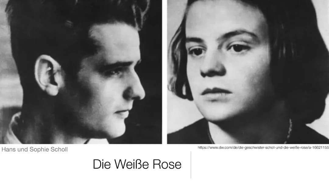 Die weiße Rose