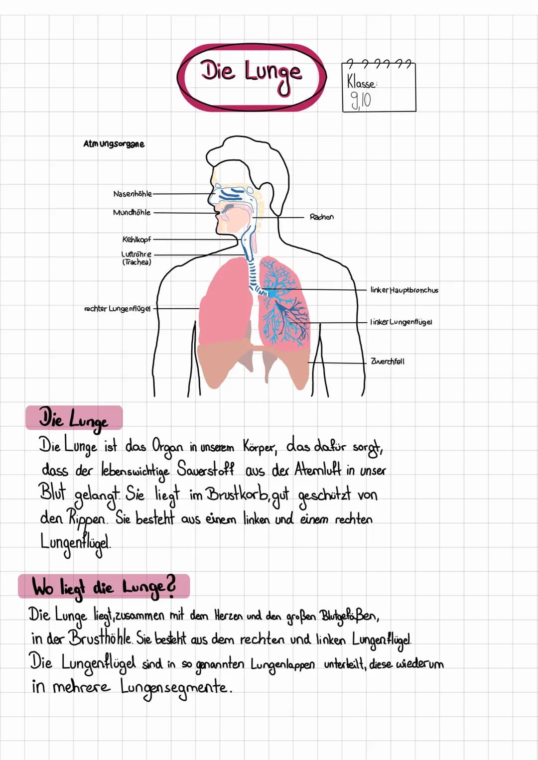 Atmungsorgane
Nasenhöhle.
Mundhöhle
Kehlkopf.
Luftröhre
(Trachea)
rechter Lungenflügel
Die
Lunge
Rachen
779977
Klasse:
9,10
linker Hauptbron