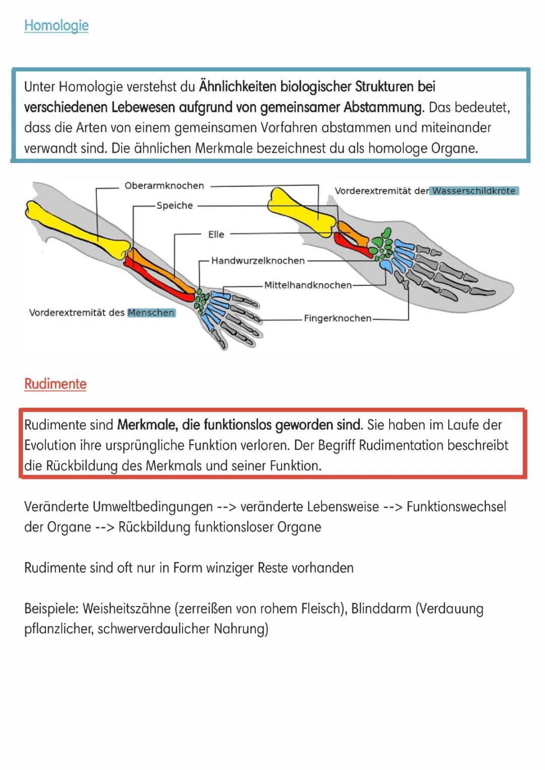 Beweise der Evolution, Homologie, Rudimente, Konvergenz, Atavismus, Verwandtschaftstest