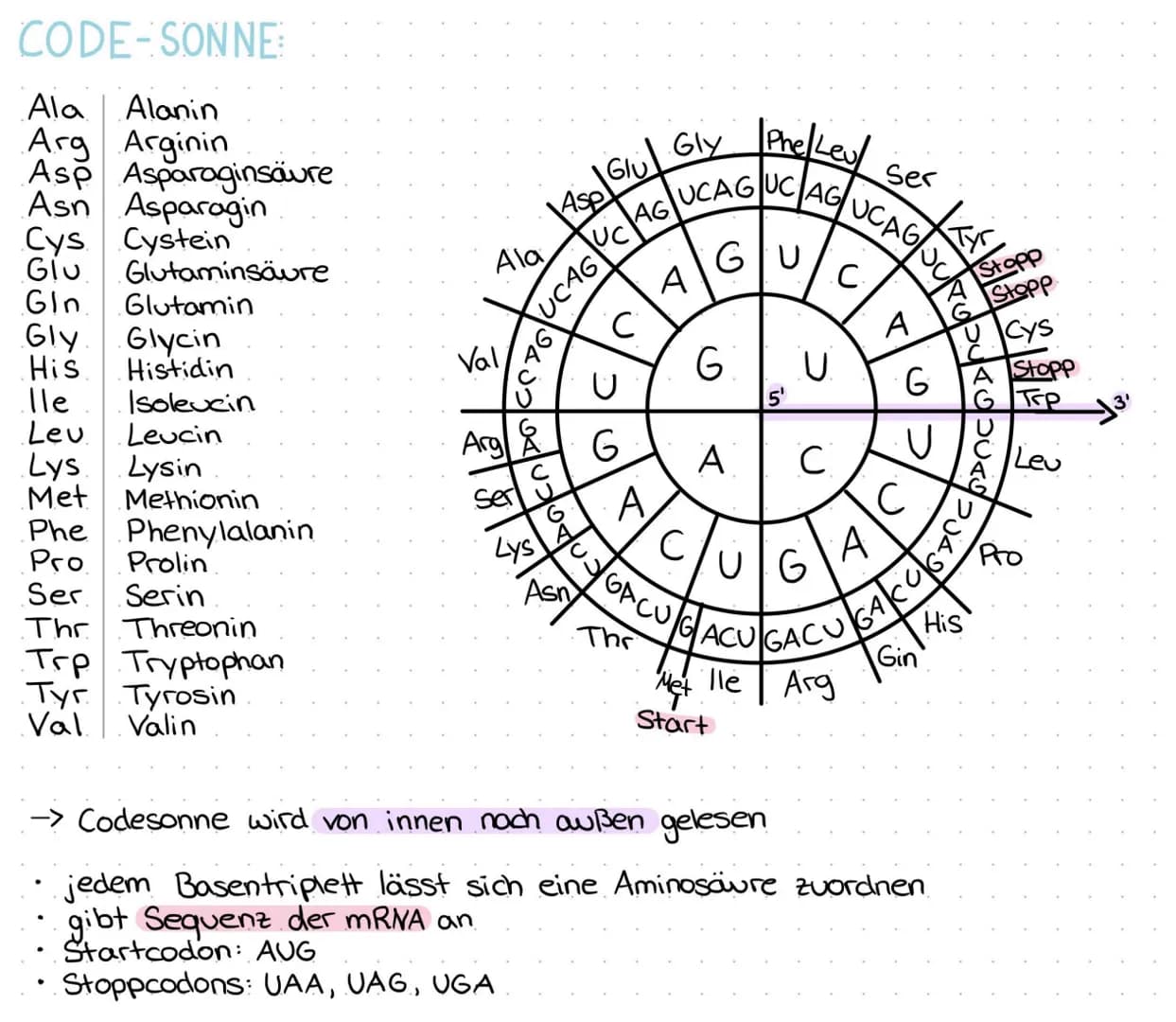 GENETISCHER CODE:
Der genetische Code ist die in der Basensequenz der DNA verschlüssett
vorliegende Information zur Bildung einer Aminosäure