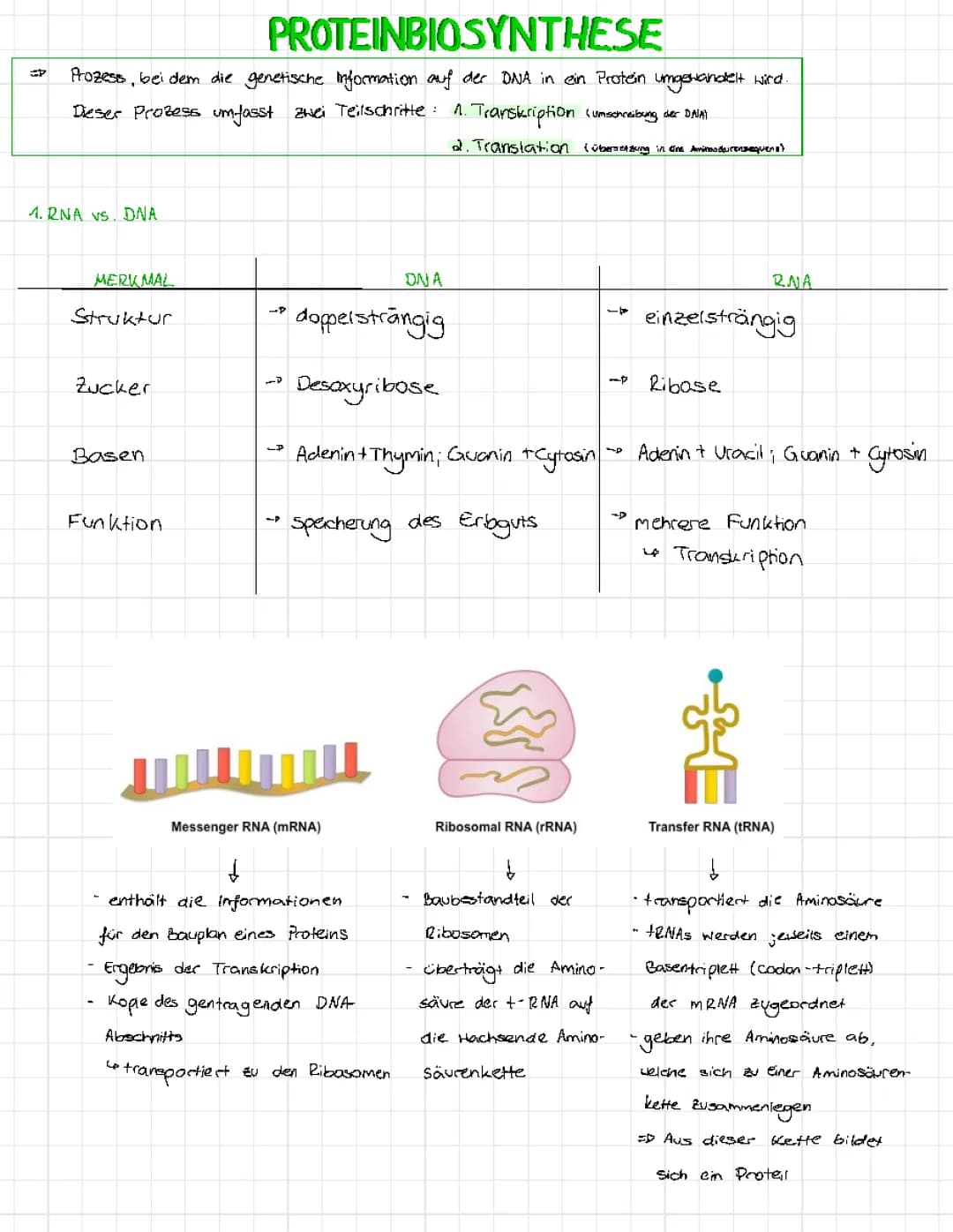 Proteinbiosynthese (Transkription/Translation)