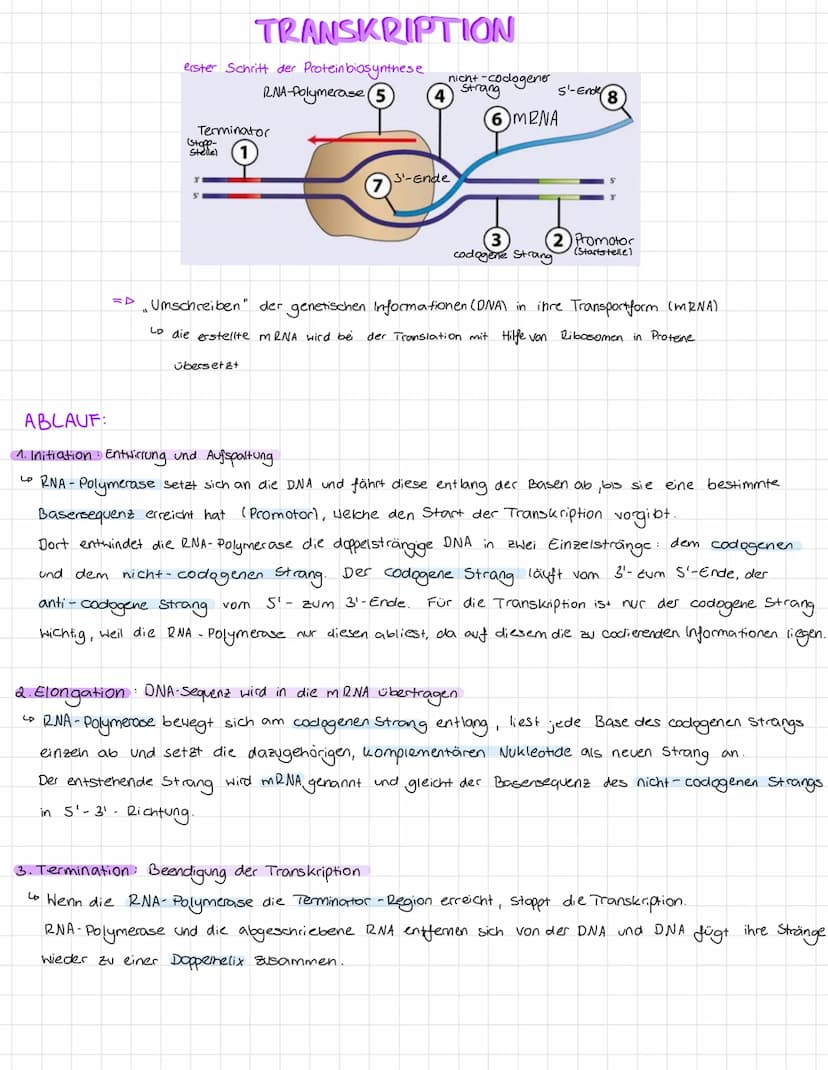 EP
PROTEINBIOSYNTHESE
Prozess, bei dem die genetische Information auf der DNA in ein Protein umgewandelt wird.
Dieser Prozess umfasst zwei T
