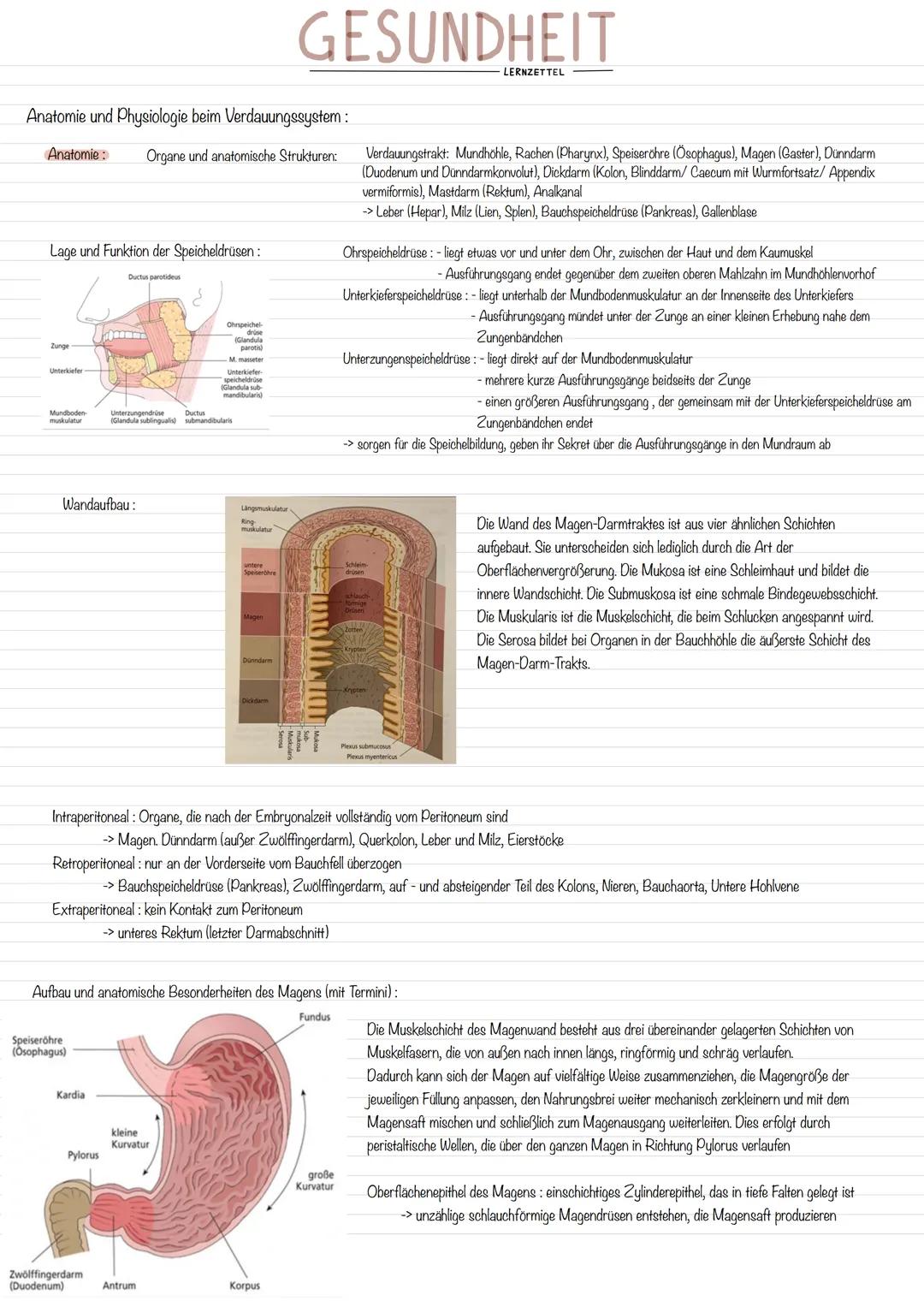 Anatomie und Physiologie beim Verdauungssystem:
Anatomie : Organe und anatomische Strukturen:
Lage und Funktion der Speicheldrüsen:
Zunge
Un