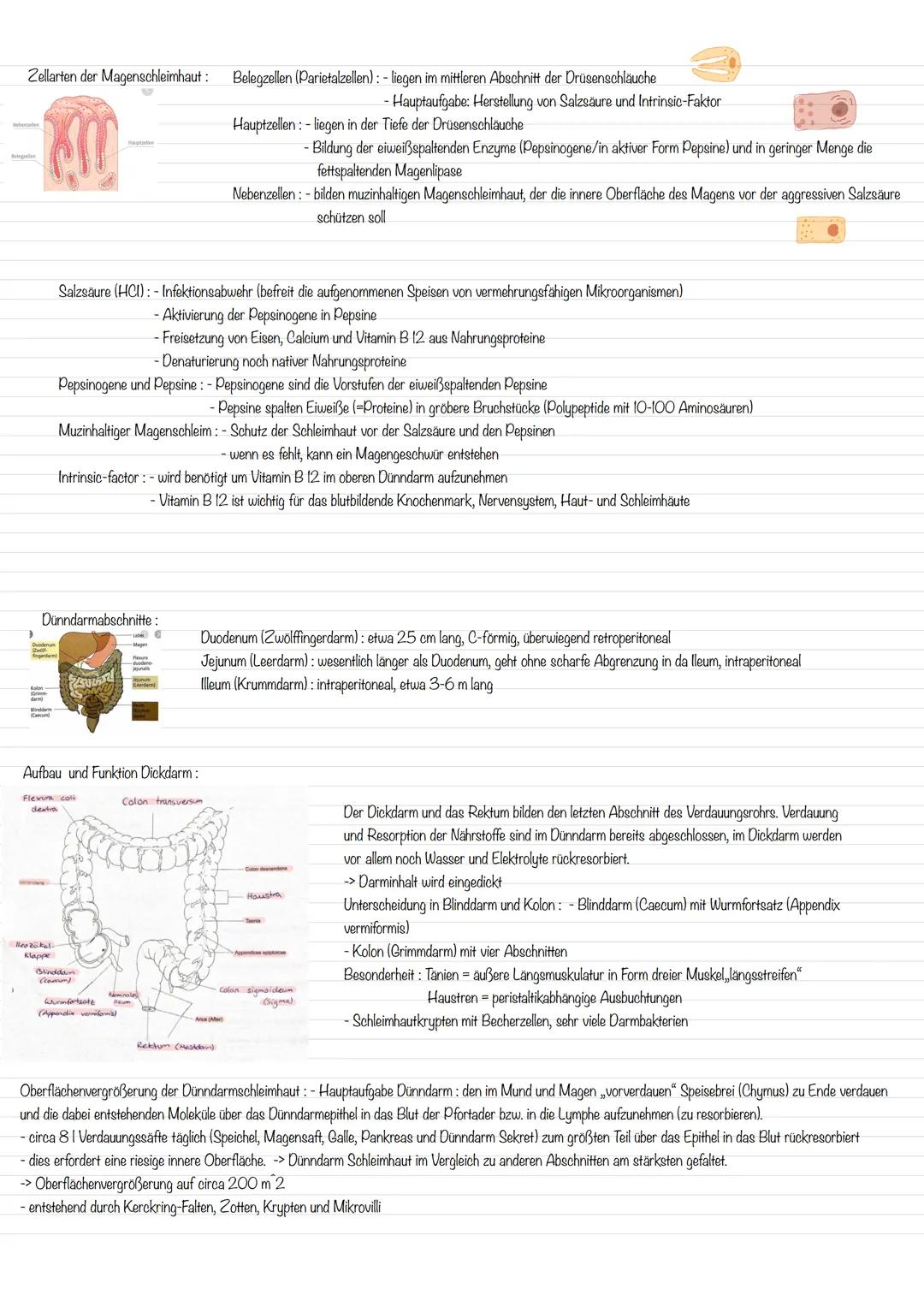 Anatomie und Physiologie beim Verdauungssystem:
Anatomie : Organe und anatomische Strukturen:
Lage und Funktion der Speicheldrüsen:
Zunge
Un