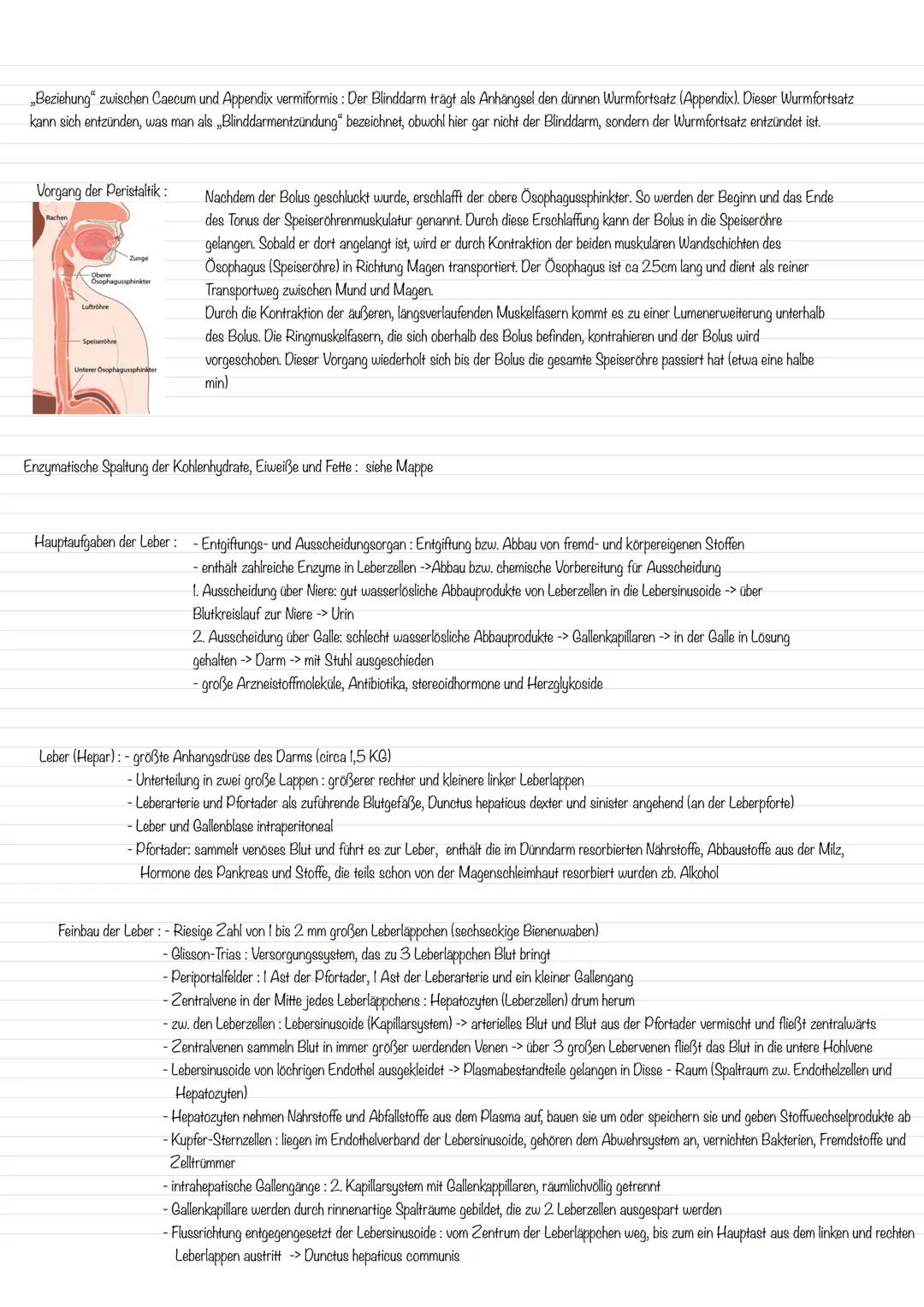 Anatomie und Physiologie beim Verdauungssystem:
Anatomie : Organe und anatomische Strukturen:
Lage und Funktion der Speicheldrüsen:
Zunge
Un