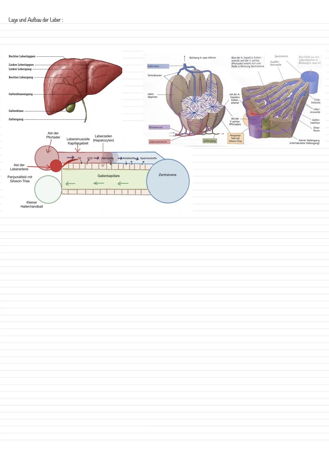 Anatomie und Physiologie beim Verdauungssystem:
Anatomie : Organe und anatomische Strukturen:
Lage und Funktion der Speicheldrüsen:
Zunge
Un