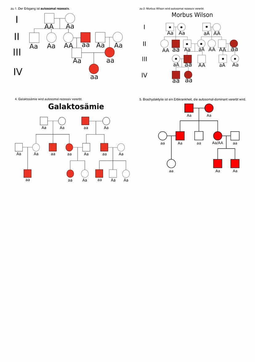 Mendelsche Regeln
Betrachtet man nur die Vererbung eines Merkmals (Beispiel: Samenfarbe gelb oder grün), so lässt
dieser Erbgang folgende Re