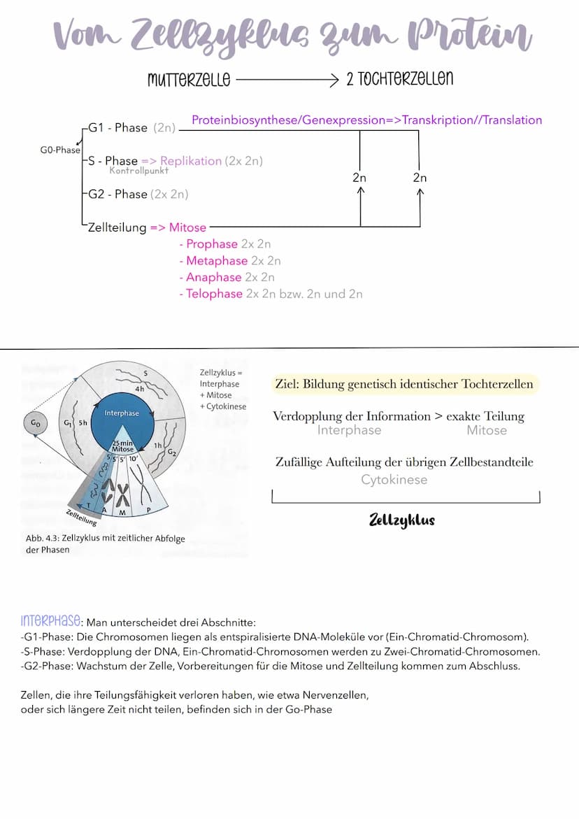 Mendelsche Regeln
Betrachtet man nur die Vererbung eines Merkmals (Beispiel: Samenfarbe gelb oder grün), so lässt
dieser Erbgang folgende Re